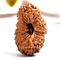 Java (Indonesian) Rudraksha